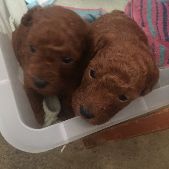 Meet your Posher, Terry - Picture 14 of 16